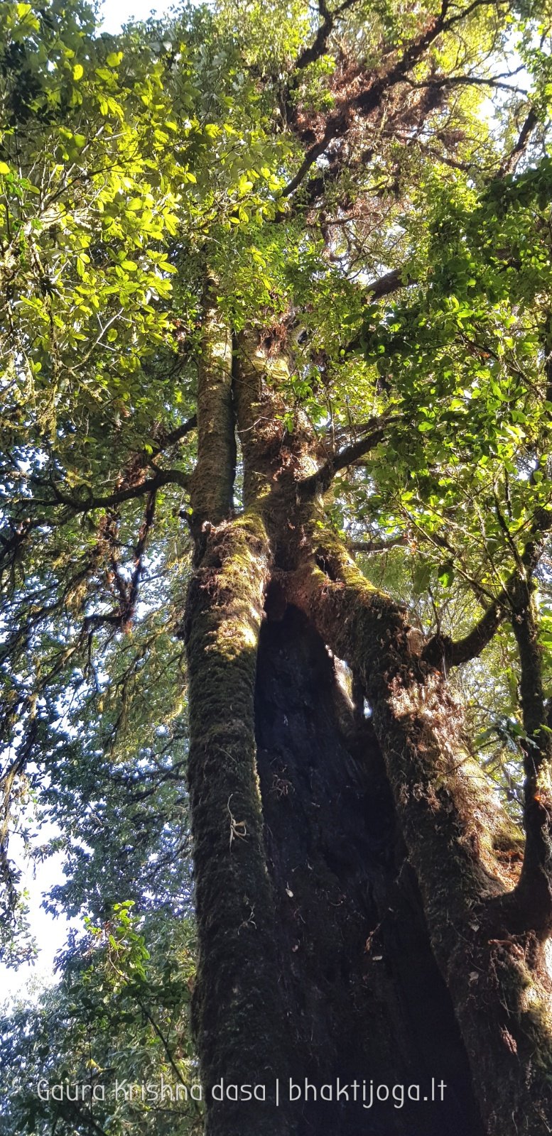  Trees. Shivapuri mountain. Kathmandu. 2019.01.15